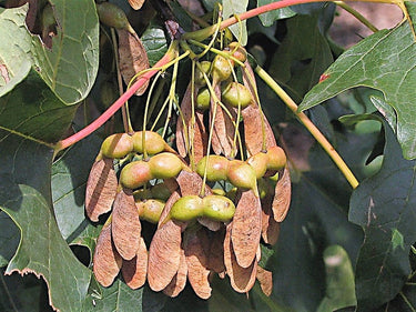 25 SUGAR MAPLE Syrup TREE Native Rock Fall Color Acer Saccharum Seeds